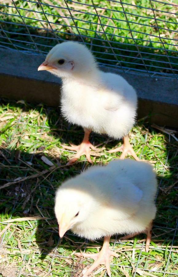 Appartamento Woodcock Farm Bristol Esterno foto