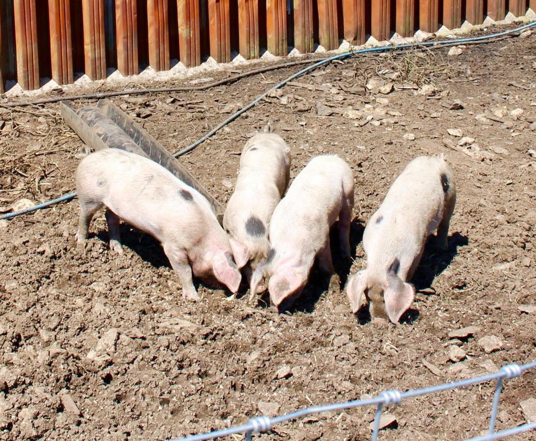 Appartamento Woodcock Farm Bristol Esterno foto